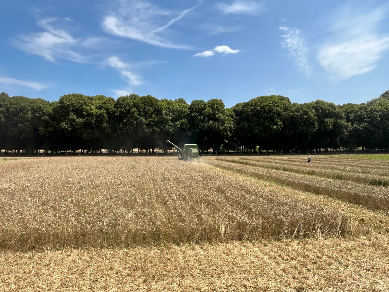 moisson blé